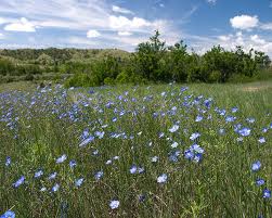 blue flax along road