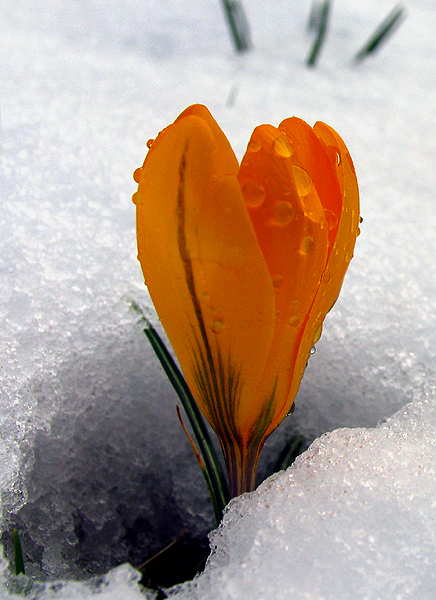 credits: Pam Brophy//creativecommons.org