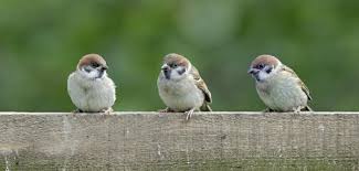 sparrows