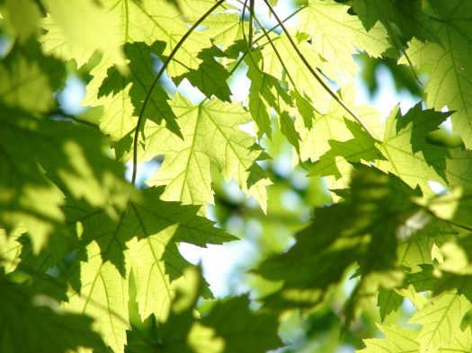 Season Summer Green Maple Leaves Leaf Tree