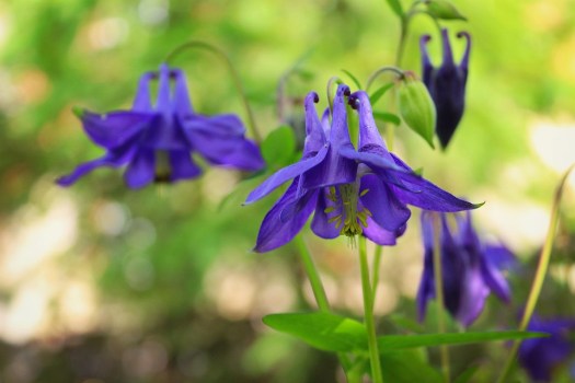 Nature Bells Grass Summer Green Flowers Blue