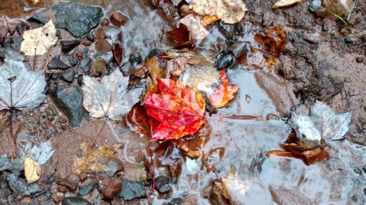 IMG_20171007_114402766_HDR